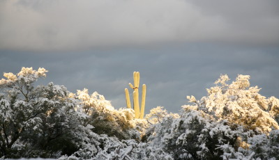 雪の中の大サボテン