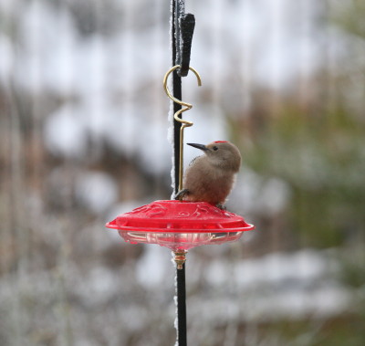 Gila Woodpecker ♂