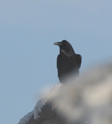 Common Raven