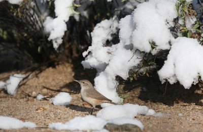 Rock Wren