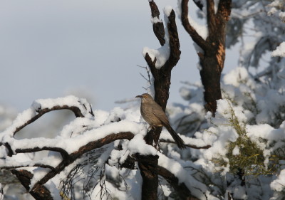 Curve-billed Thrasher