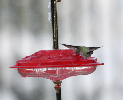 Costas Hummingbird Feeder