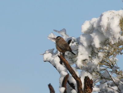 Cactus Wren