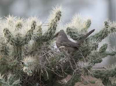 Curve-billed Thrasher