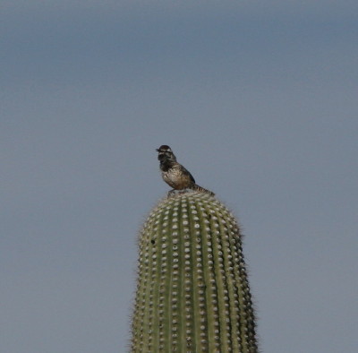 Cactus Wren