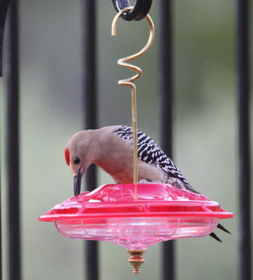 Gila Woodpecker 1