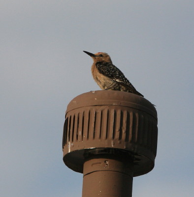 Gila Woodpecker 2