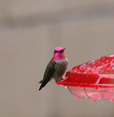Annas Hummingbird