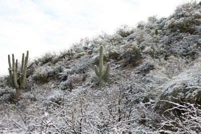 雪に埋もれるサワーロ