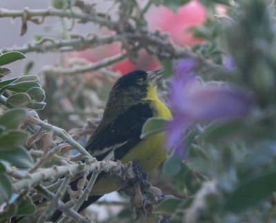 ヒメキンヒワ花のポットに落下