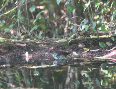 Louisiana Waterthrush