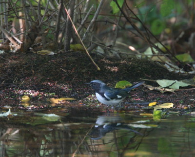 Black-throated Blue Warbler