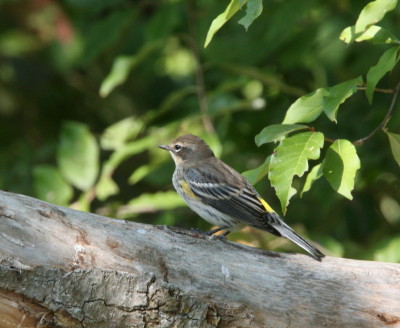 Yellow-rumped Warbler
