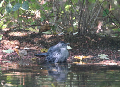 Gray Catbird