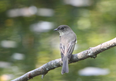 Eastern Phoebe