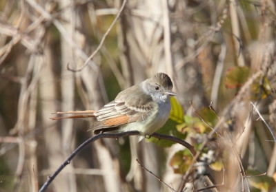 Ash-throated Flycatcher 1