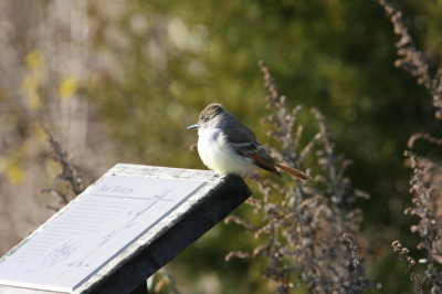 Ash-throated Flycatcher 2