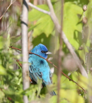Indigo Bunting