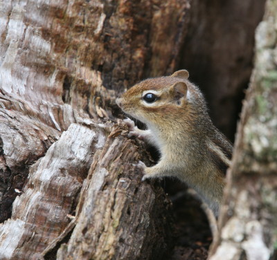 Eastern Chipmunk