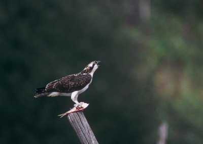 Osprey