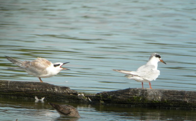Common Tern
