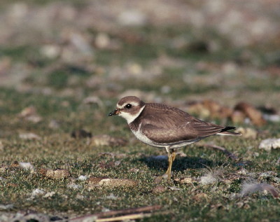 Semipalmated Plover