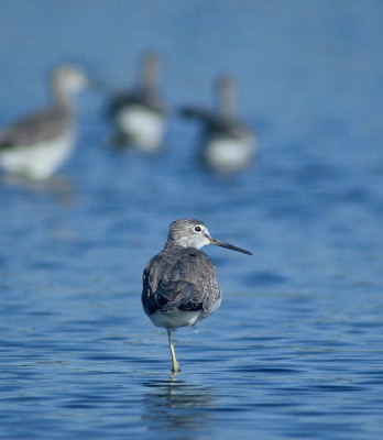 Greater Yellowlegs