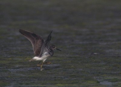 Lesser Yellowlegs