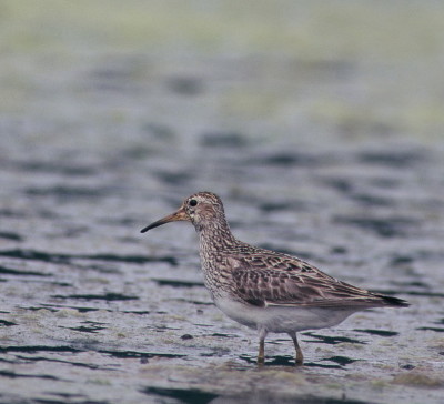 Pectoral Sandpiper