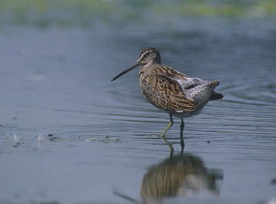 Short-billed Dowitcher