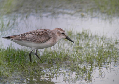 Semipalmated Sandpiper