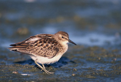 Least Sandpiper