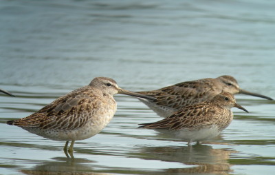 Western Sandpiper
