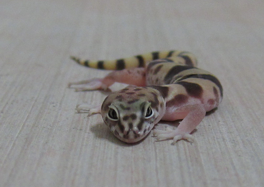 Western Banded Gecko 1