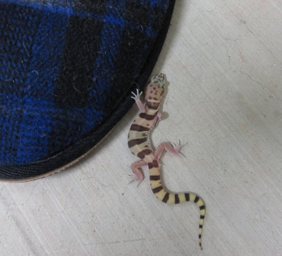 Western Banded Gexko 2