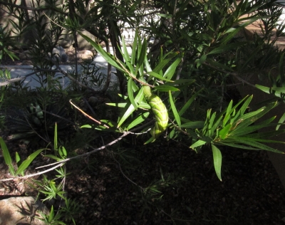 木の葉にいる青虫