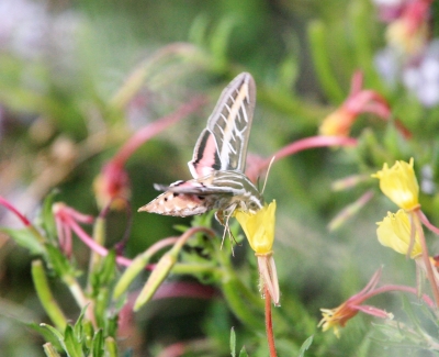 White-lined Sphinx
