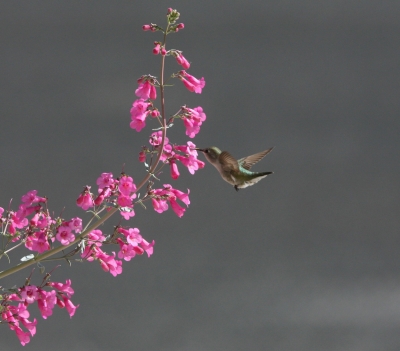コスタハチドリとペンストムの花