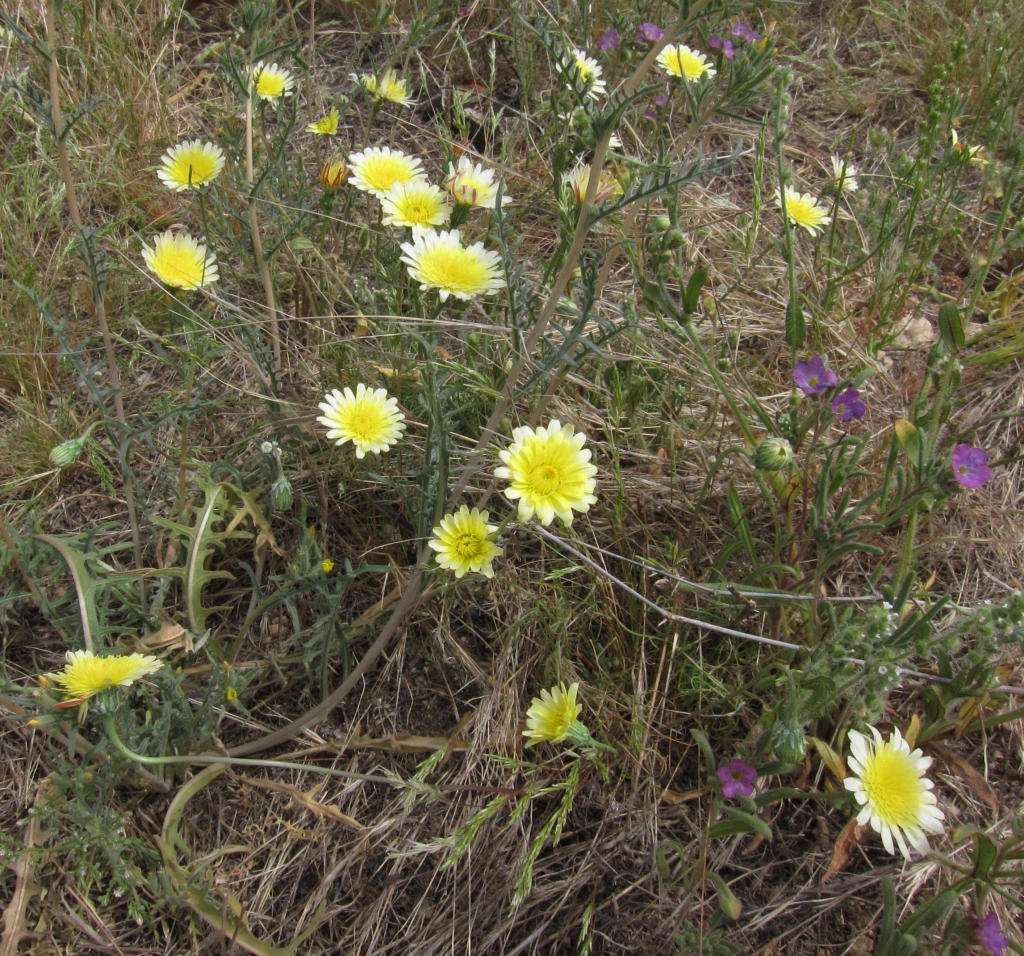 Desert Dandelion