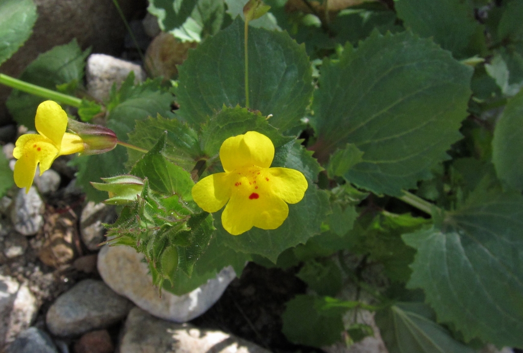 Monkey Flower