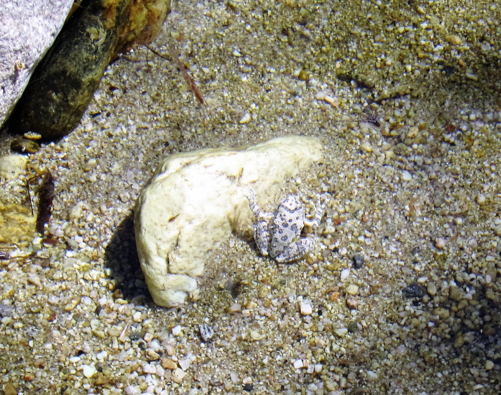 Canyon Treefrog 1