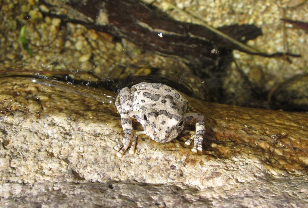 Canyon Treefrog 2