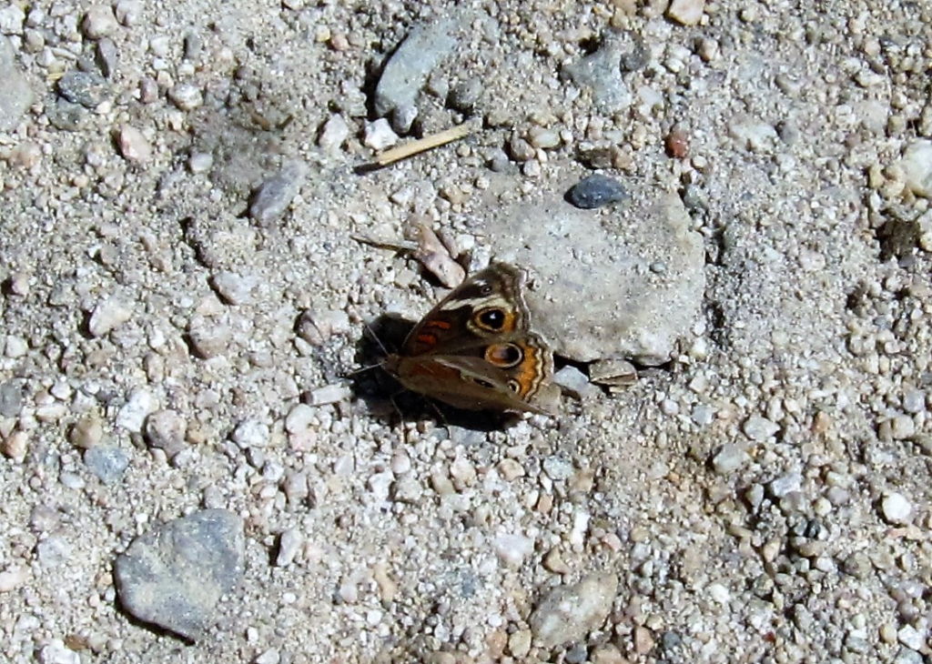 Buckeye Butterfly