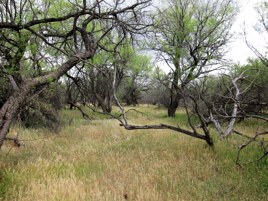 Birding Trail