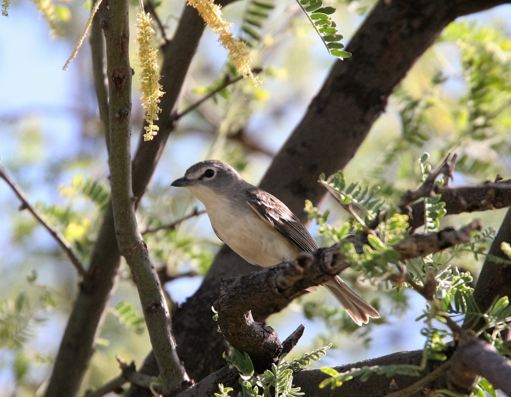 Plumbeous Vireo