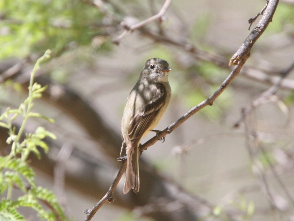 Pacific Slope Flycatcher