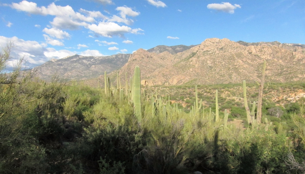 Saguaro & Mt.Lemon