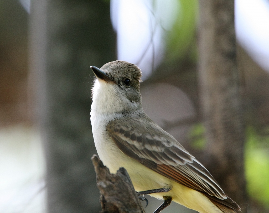 Ash-throated Flycatcher 1