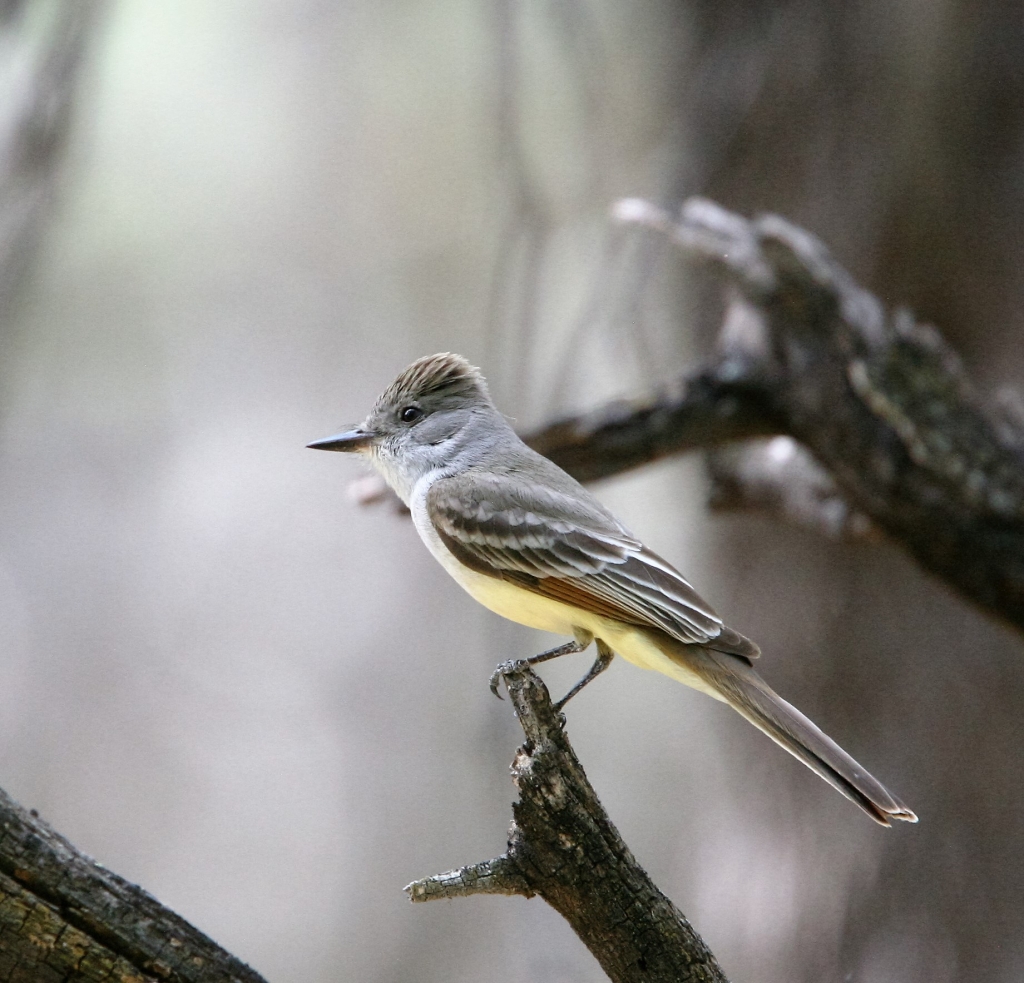 Ash-throated Flycatcher 2