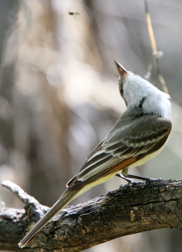 Ash-throated Flycatcher 3
